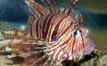 A Coral fish in the Red Sea Royalty Free Stock Photo