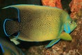 Coral fish in the Red Sea Royalty Free Stock Photo