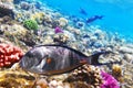 Coral and fish in the Red Sea. Royalty Free Stock Photo
