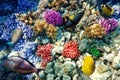 Coral and fish in the Red Sea.