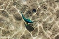 Coral fish in the Red Sea. Green and blue big fish in clear water. Egypt Royalty Free Stock Photo