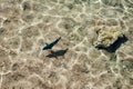 Coral fish in the Red Sea. Green and blue big fish in clear water. Egypt Royalty Free Stock Photo