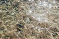 Coral fish in the Red Sea. Heavybeak parrotfish or Candelamoa parrotfish. Egypt Royalty Free Stock Photo