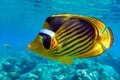 Coral fish -  Red sea Raccoon butterfly fish  Chaetodon fasciatus Royalty Free Stock Photo