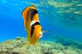 Coral fish -  Red sea Raccoon butterfly fish  Chaetodon fasciatus Royalty Free Stock Photo