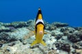 Coral fish -  Red sea Raccoon butterfly fish  Chaetodon fasciatus Royalty Free Stock Photo