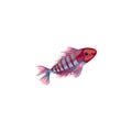 Coral fish with red stripes. Vector illustration in the flat cartoon style Royalty Free Stock Photo