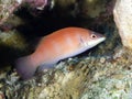 Coral fish Striated wrasse Royalty Free Stock Photo