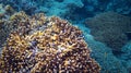 Coral and fish in sunlight. Undersea perspective landscape photo.