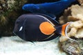 coral fish swimming in the aquarium in animal park Ouwehands in Rhenen Royalty Free Stock Photo