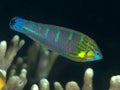 Coral fish Tail-spot wrasse