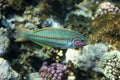 Coral fish Thalassoma Royalty Free Stock Photo