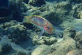 Coral fish Thalassoma Klunzingeri Royalty Free Stock Photo