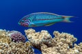 Coral fish Thalassoma Klunzingeri  Wrasse nearby a coral reef of the Red sea Royalty Free Stock Photo