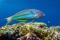 Coral fish Thalassoma Klunzingeri  Wrasse nearby a coral reef of the Red sea Royalty Free Stock Photo