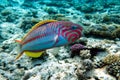 Coral fish Thalassoma Klunzingeri  Wrasse nearby a coral reef of the Red sea Royalty Free Stock Photo