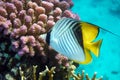 Coral fish - Threadfin butterflyfish chaetodon auriga - Red Sea Royalty Free Stock Photo