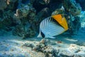 Coral fish - Threadfin butterflyfish chaetodon auriga - Red Sea Royalty Free Stock Photo