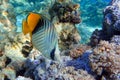 Coral fish - Threadfin butterflyfish chaetodon auriga - Red Sea