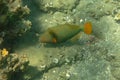 Coral fish of tropical waters Orange-lined triggerfish Balistapus undulatus is demersal triggerfish. Dark Green Body with orange Royalty Free Stock Photo
