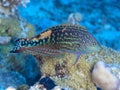 Coral fish Vermiculate wrasse