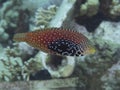 Coral fish Vermiculate wrasse