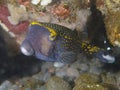 Coral fish Whitespotted boxfish