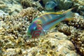 Coral fish - Wrasse -Thalassoma Klunzingeri,  Red Sea.Close up Royalty Free Stock Photo