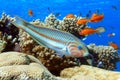 Coral fish - Wrasse -Thalassoma Klunzingeri,  Red Sea.Close up Royalty Free Stock Photo