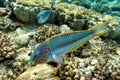 Coral fish - Wrasse -Thalassoma Klunzingeri,  Red Sea.Close up Royalty Free Stock Photo