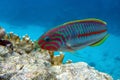 Coral fish - Wrasse -Thalassoma Klunzingeri,  Red Sea.Close up Royalty Free Stock Photo