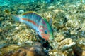 Coral fish - Wrasse -Thalassoma Klunzingeri,  Red Sea.Close up Royalty Free Stock Photo