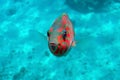 Coral fish - Wrasse -Thalassoma Klunzingeri,  Red Sea.Close up Royalty Free Stock Photo
