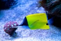 Coral fish yellow long nose butterfly in the tropical sea Royalty Free Stock Photo