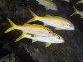 Coral fish Yellowfin goatfish
