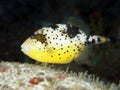 Coral fish Yellowmargin triggerfish