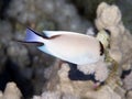 Coral fish Zebra angelfish