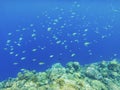 Coral fishes in blue water over coral reef wall. Coral reef underwater photo. Tropical sea shore snorkeling or diving. Royalty Free Stock Photo