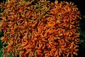 Coral Flower Aloe striata