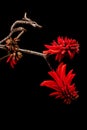 Coral flower (Erythrina) Royalty Free Stock Photo