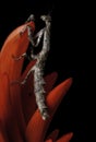 Coral Flower with large Stick Insect on the flower