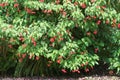 Coral flowers