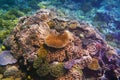 Coral formations, The Great Barrier Reef, Queensland, Australia Royalty Free Stock Photo