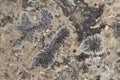 coral fossil texture Royalty Free Stock Photo