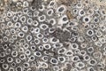 coral fossil texture Royalty Free Stock Photo