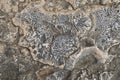 coral fossil texture Royalty Free Stock Photo