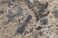 coral fossil texture Royalty Free Stock Photo