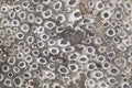 coral fossil texture Royalty Free Stock Photo