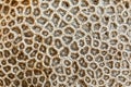 Coral fossil texture Royalty Free Stock Photo