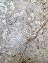 Coral fossil in Thailand texture background Royalty Free Stock Photo